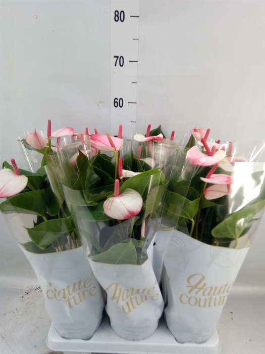 <h4>Anthurium 'Pr. Amalia Elegance'</h4>