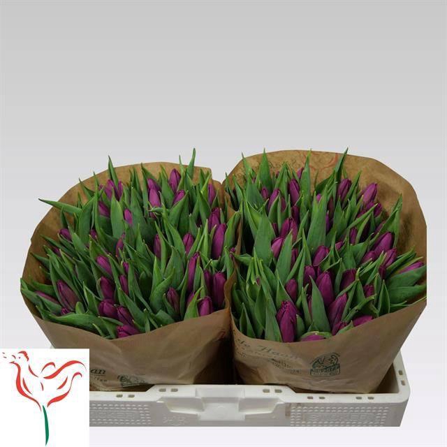 <h4>TU EN PURPLE PRINCE</h4>