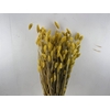Dried Phalaris X5 Yellow Bunch