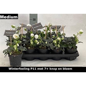 Hell Ni Winter Fleur 7+ Medium