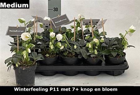 <h4>Hell Ni Winter Fleur 7+ Medium</h4>