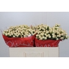 Hypericum Cool Romance