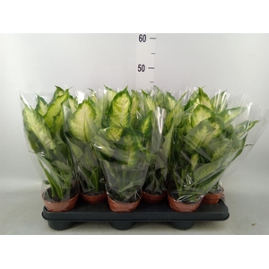Dieffenbachia  'Camilla'