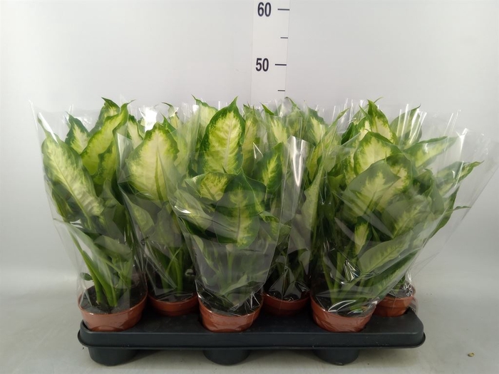 <h4>Dieffenbachia  'Camilla'</h4>