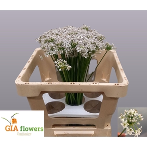 Allium Tuberosum