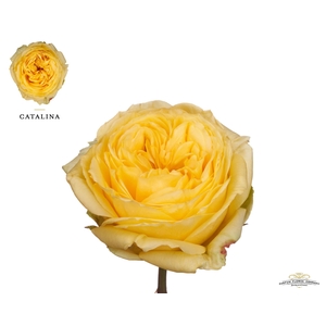 Rosa GR 'Catalina'