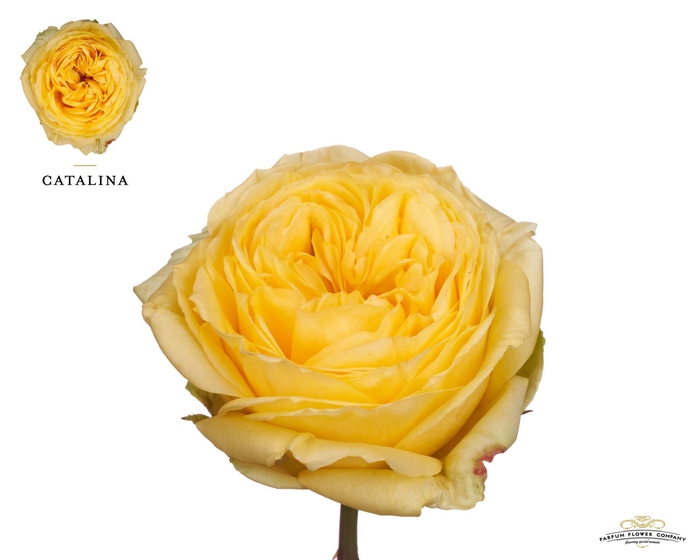 <h4>Rosa GR 'Catalina'</h4>