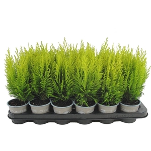 Chamaecyparis Erecta Au