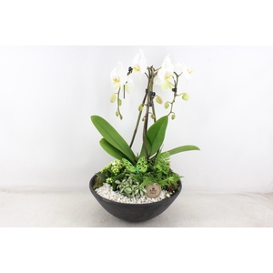 arr2 PL - Ebbischaal x1 paraplu wit V2