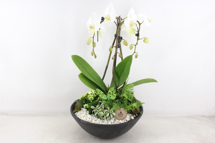 <h4>arr2 PL - Ebbischaal x1 paraplu wit V2</h4>