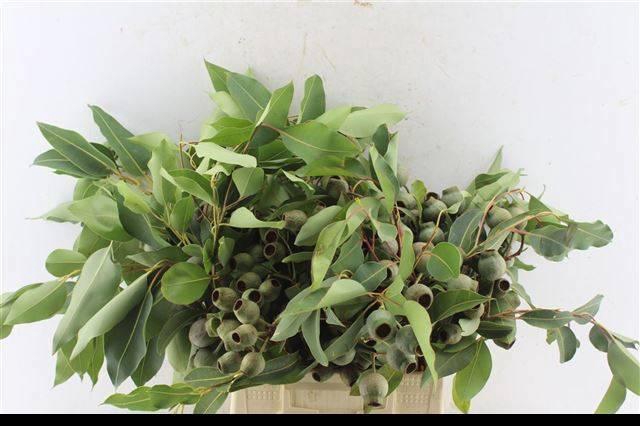 <h4>EUCA OV MET BES</h4>