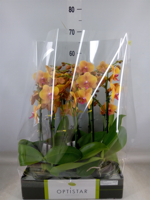 <h4>Phalaenopsis   ...orange</h4>