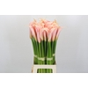 Zantedeschia Eydolls Salmon