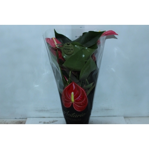ANTHURIUM CALIFORNIA P17 ROSA PREMIUM