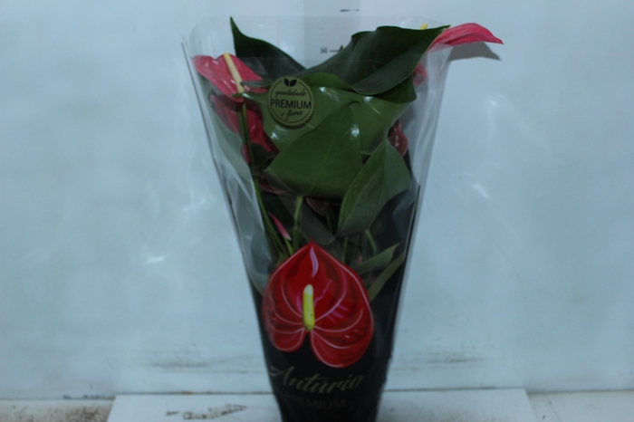 <h4>ANTHURIUM CALIFORNIA P17 ROSA PREMIUM</h4>