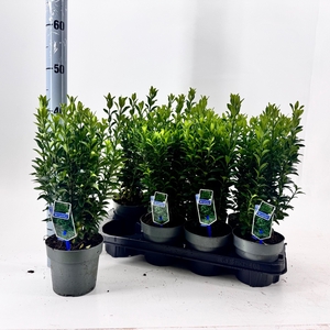 EUONYMUS JA MICROPHY