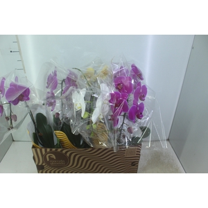PHALAENOPSIS CASCATA P15 MIN 8 FLS