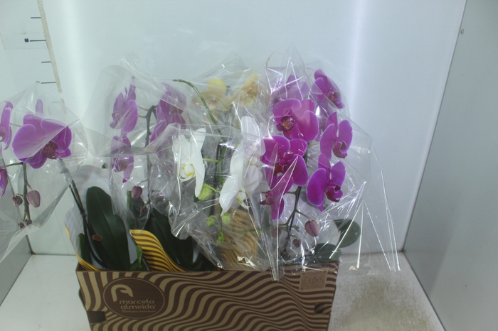 <h4>PHALAENOPSIS CASCATA P15 MIN 8 FLS</h4>