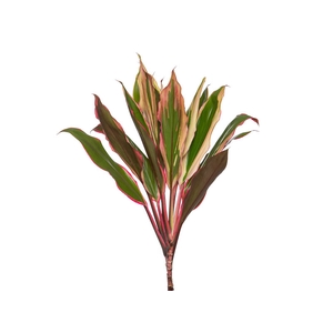 FOLHAGEM CORDYLINE PINK DIAMOND