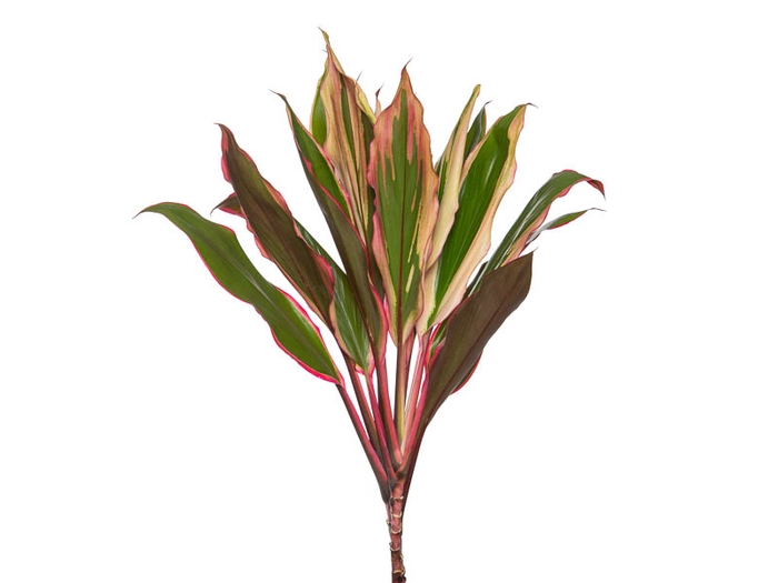 FOLHAGEM CORDYLINE PINK DIAMOND