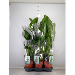 Strelitzia nicolai