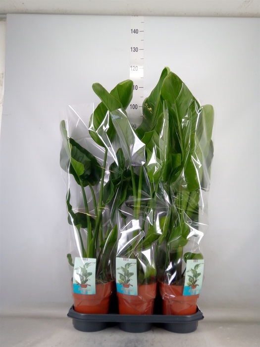 <h4>Strelitzia nicolai</h4>