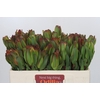 Leucadendron Laurel Yellow