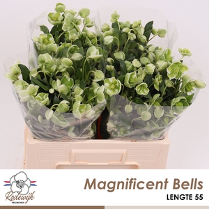 HELL  MAGNIFIC BELLS