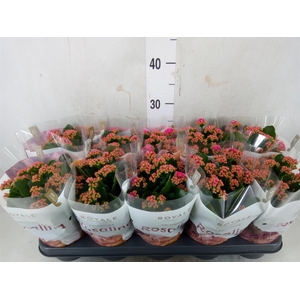 Kalanchoe blos. 'RosDon Victorio'