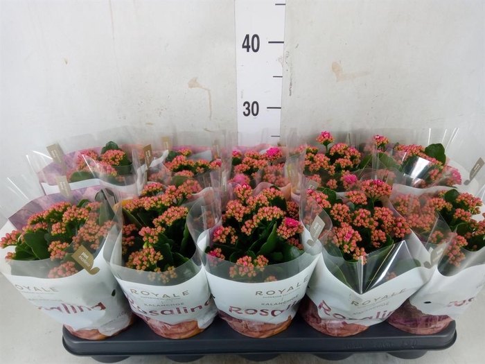 <h4>Kalanchoe blos. 'RosDon Victorio'</h4>