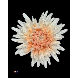 Chr G Marshmallow Orange