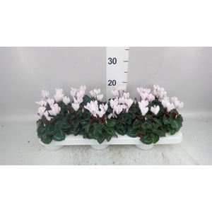 Cyclamen KL 'Midori'