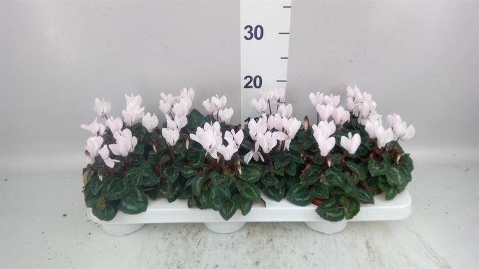 <h4>Cyclamen KL 'Midori'</h4>