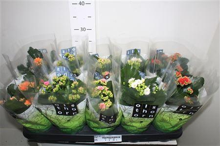 <h4>Kal Ge Gem 5 Kl</h4>