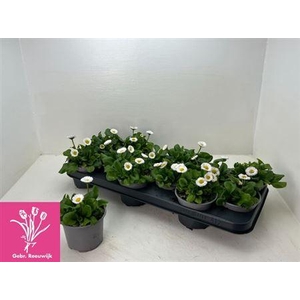 Bellis P Kl Ru White