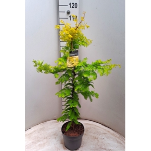 META GLYPTOSTROBOIDE