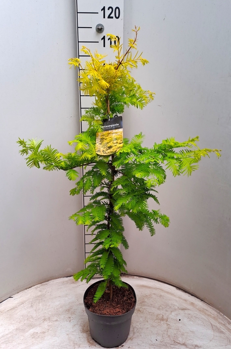 META GLYPTOSTROBOIDE