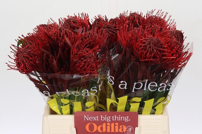 <h4>Nutans Painted Bordeaux</h4>