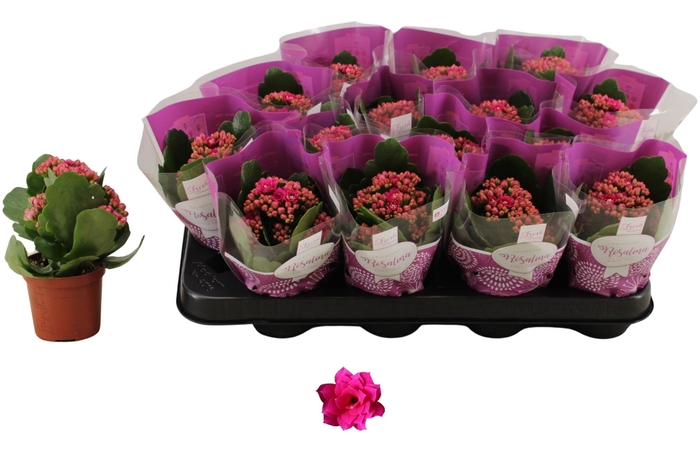 <h4>KAL GE DON VICTORIO</h4>