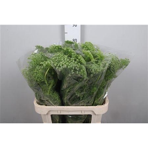 Ammi Majus Dille Wit