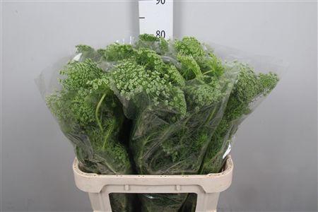 <h4>Ammi Majus Dille Wit</h4>