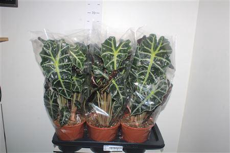 <h4>Aloc Polly 2 Steekken Dikte 1.</h4>