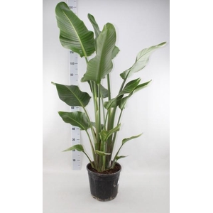 STRELITZIA NICOLAI