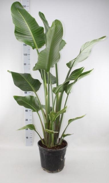 <h4>STRELITZIA NICOLAI</h4>