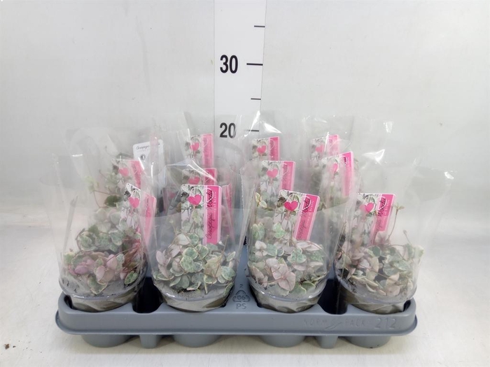 <h4>Ceropegia woodii 'Variegata'</h4>