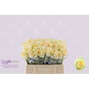 R Gr Magic Avalanche