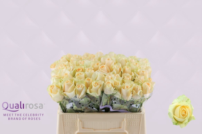 <h4>R Gr Magic Avalanche</h4>