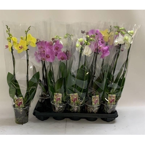PHAL GEM
