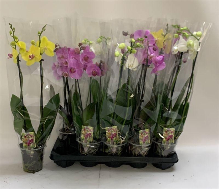 <h4>PHAL GEM</h4>