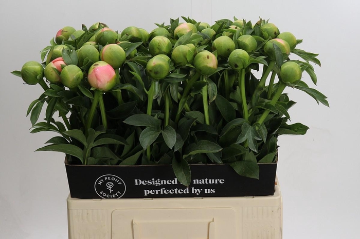 <h4>Paeonia Kingsday</h4>